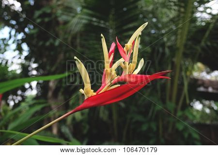 Red Bird Of Paradise