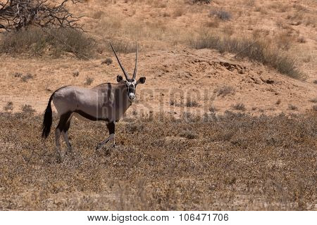 Gemsbok, Oryx Gazella