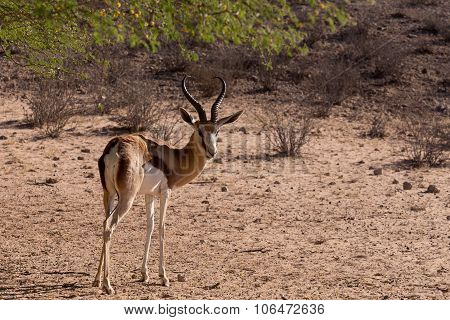 Springbok Antidorcas Marsupialis In Kgalagadi