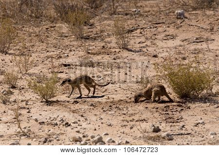 Two Meerkat Or Suricate