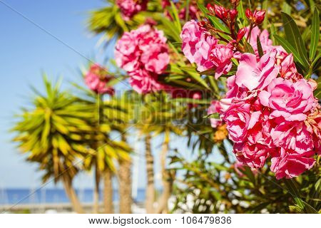 Bright Pink Flowers On A Background Of Palm Trees, Costa Adeje, Tenerife