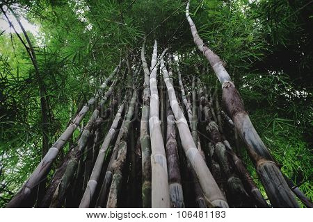 bamboo forest