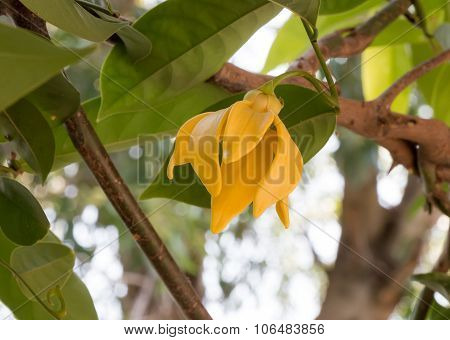 Ylang-ylang