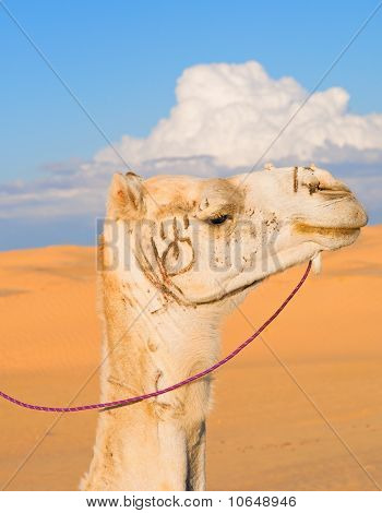 Head of white camel