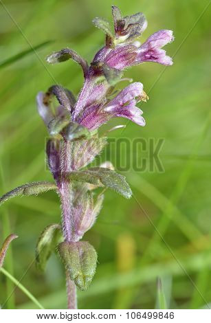 Red Bartsia