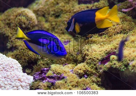 two fish