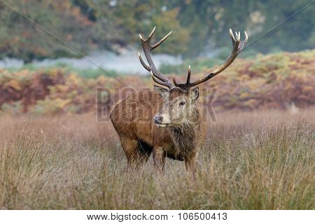 Red Deer Stag
