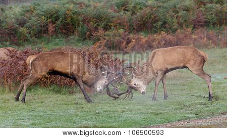 Red Deer Stags fighting