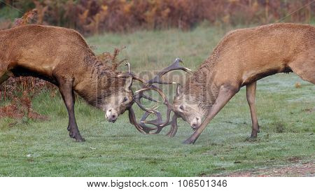 Red Deer Stags fighting
