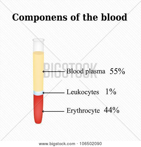 The components in the blood. Infographics. Vector illustration