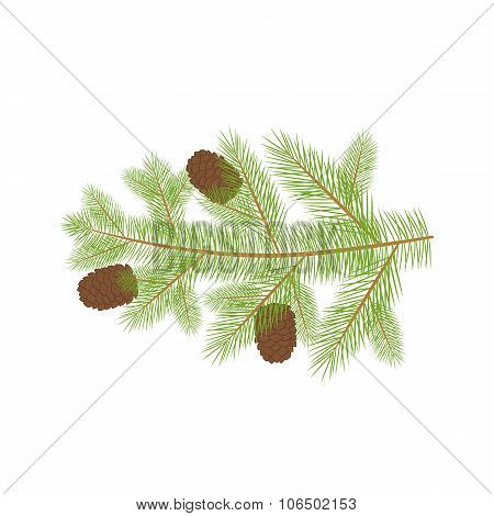 Small Christmas fur-tree branch with natural pine cones