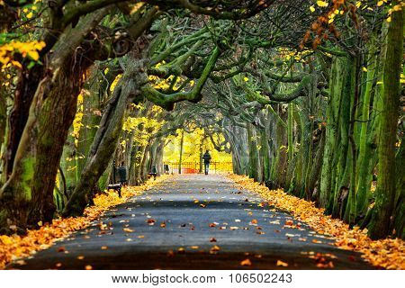 Alley In Park