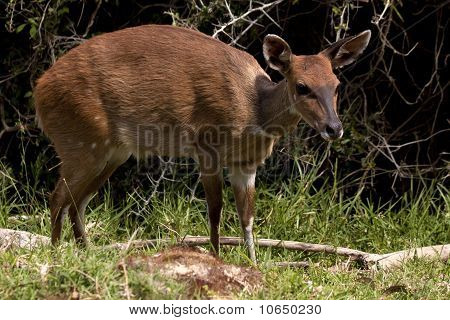 Grysbok