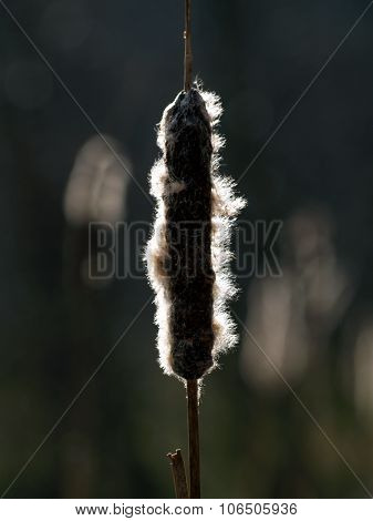 Cattail