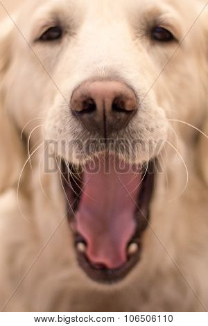 dog with a pink nose