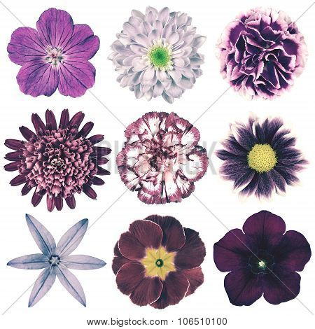 Various Vintage Retro Flowers Selection Isolated On White