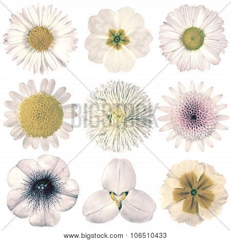 Various Vintage Retro Flowers Selection Isolated On White
