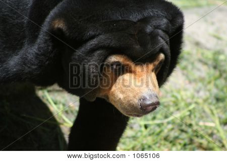 Sun Bear 7