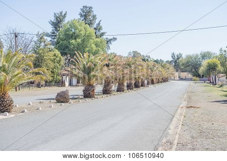 Date Palm Lined Street In Carnavon