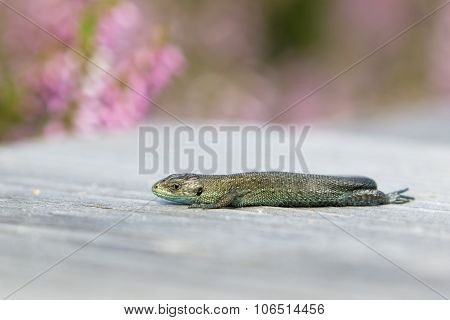 Common Lizard