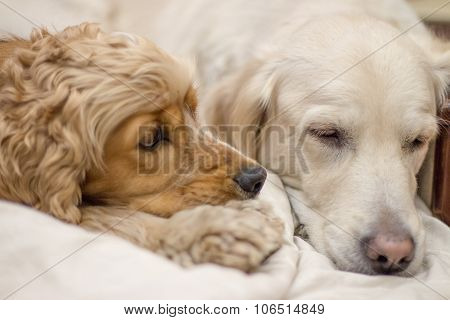 two dogs resting
