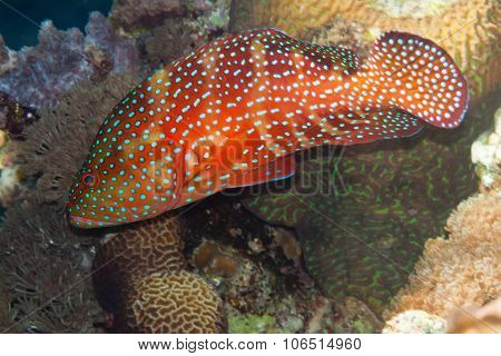 Coral Hind Is Underwater In Red Sea