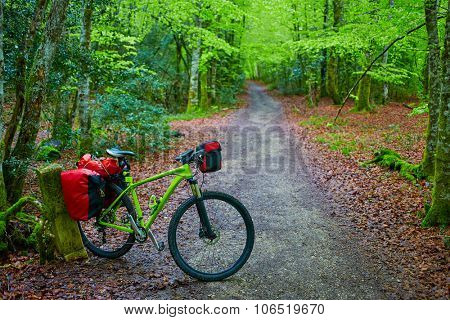 Roncesvalles beech begin of Way of Sain James biking in Navarra Pyrenees