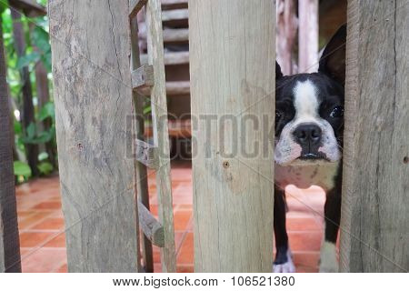 boston terrier dog look at camera