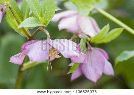 Cornus Pink Flowers