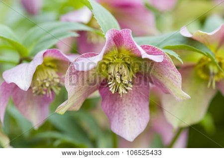 Cornus Pink Flowers