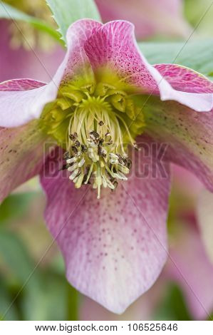 Cornus Pink Flowers