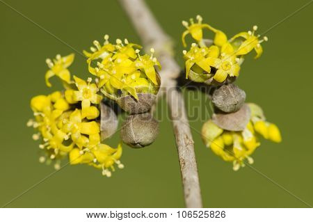 Cornus Mas, Cornelian Cherry, European Cornel, Dogwood Yellow Flowers