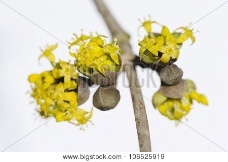 Cornus Mas, Cornelian Cherry, European Cornel, Dogwood Yellow Flowers