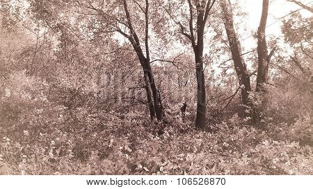 Antique Tone Sepia. Trees and Undergrowth.
