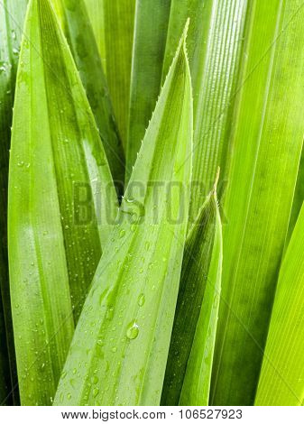 Thai Herbal Ingredient Spas Pandanus Leaf,sweet And Earthy Aroma .