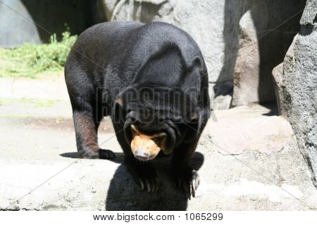Sun Bear 1