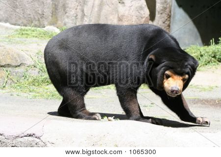 Sun Bear 5