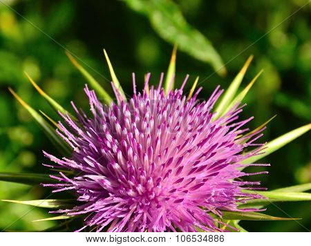 Milk thistle in full bloom