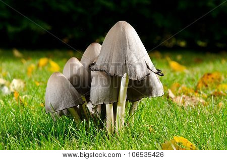 Mushroom Family