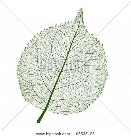 LEAF