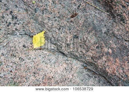Yellow birch leaf on granite bedrock