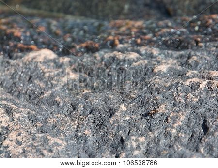 Forest ant on granite bedrock i