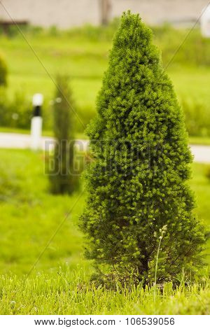 Spruce Conica