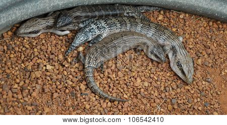 Blue Tongue Lizards: Cozy