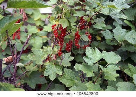 Red Currant Bush