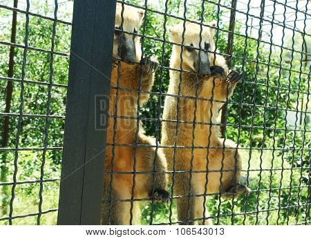 Two coati hang on a cage in zoo