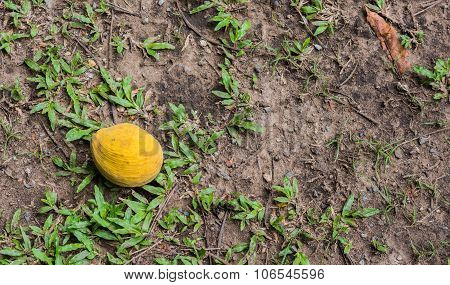 Santol Fruit Falls On The Ground.