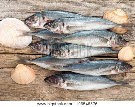 Carangidae Fishes And Seashells On The Gray Wooden Board