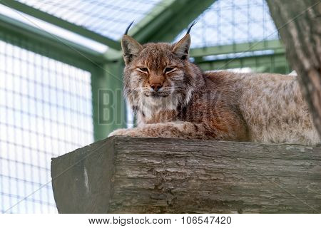 Lynx