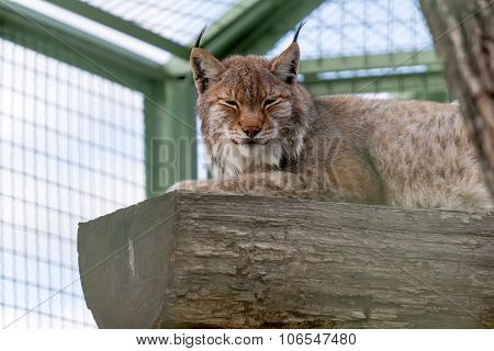 Lynx
